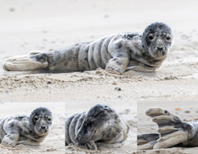 Load image into Gallery viewer, 2026 Outer Banks Annual Wall Calendar - 9th Annual Edition