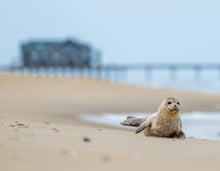 Load image into Gallery viewer, 2027 Outer Banks Annual Wall Calendar - 10th Annual Edition
